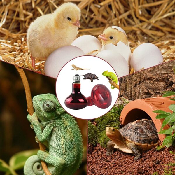 Hojalis 2 Pcs Infrared Heat Lamp Bulb, 100W Reptile Red Bulb Heat Lamp, Basking Spot Light Bulb, Tortoise Heat Lamp Bulb, Infrared Reptile Heat Lamp Bulb for Reptile, Lizard, Amphibian, Spider, Snake - Image 7