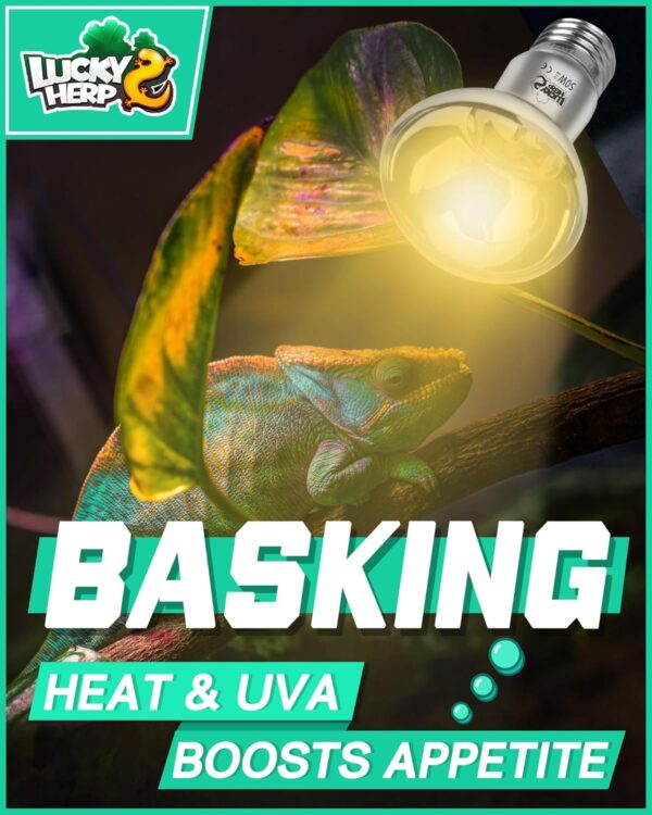 LUCKY HERP Reptile Heat Lamp Bulb, 50W Basking Spot Heat Bulb for Reptiles, Vivarium UVA Heat Light for Tortoise, Bearded Dragons, Lizards, Chicks, Dog - Image 2