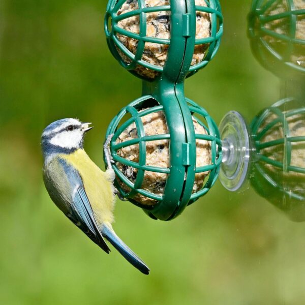 Fat Ball Bird Feeder - Jacobi Jayne® Basketball™ Window Feeder. Small Easy Clean Suet Ball Holder Cage For Wild Birds Only. Pack Of Two Feeders For Suet Balls. Green Suet Bird Feeder. - Image 3