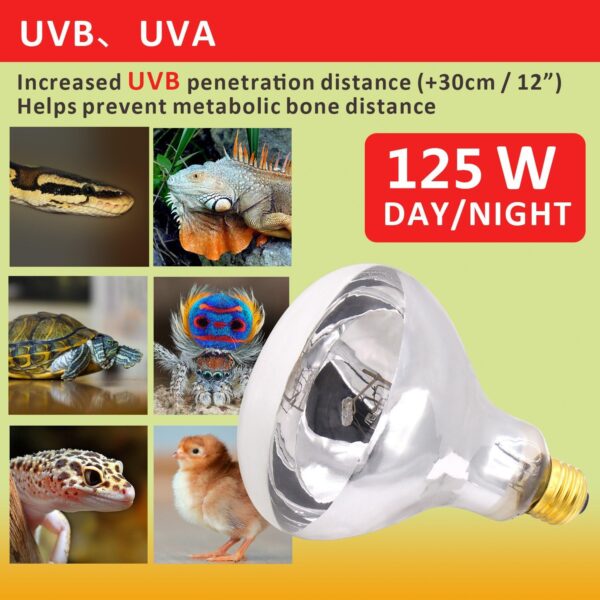 AIICIOO UVB UVA Reptile Heating Lamp D3 Simulate Sunlight Self-Ballasted Basking Bulb for Amphibian Promote Pets Calcium Absorption E27 125W - Image 5