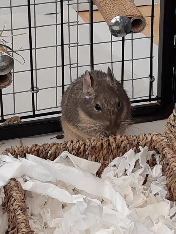 Sleepy Degu Bedding (60g) - Image 3