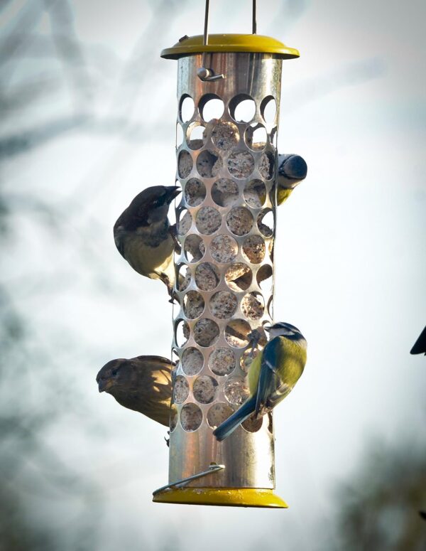 Peckish Daily Goodness Suet Nugget Metal Bird Feeder,Yellow - Image 2
