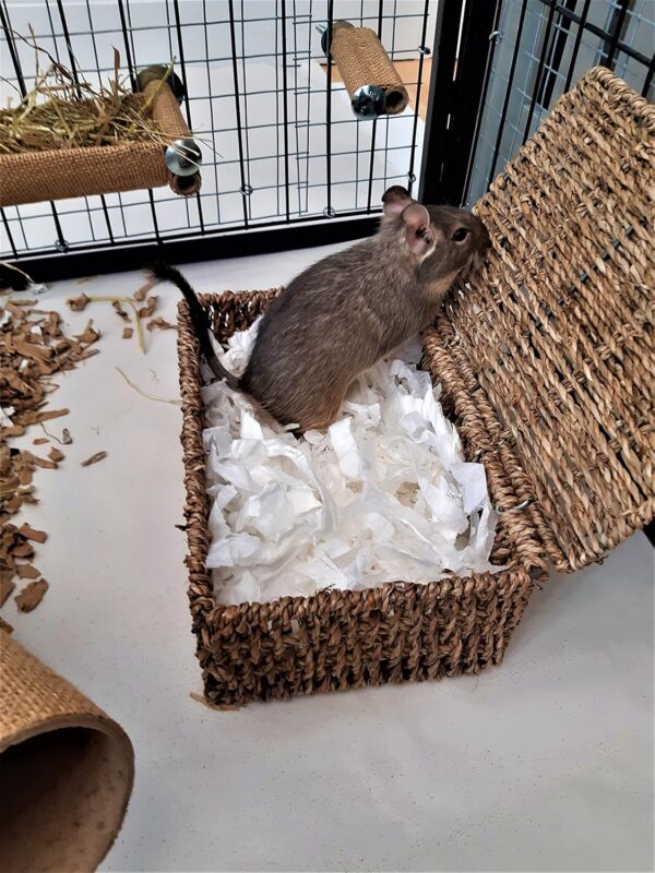 Sleepy Degu Bedding (60g) - Image 2