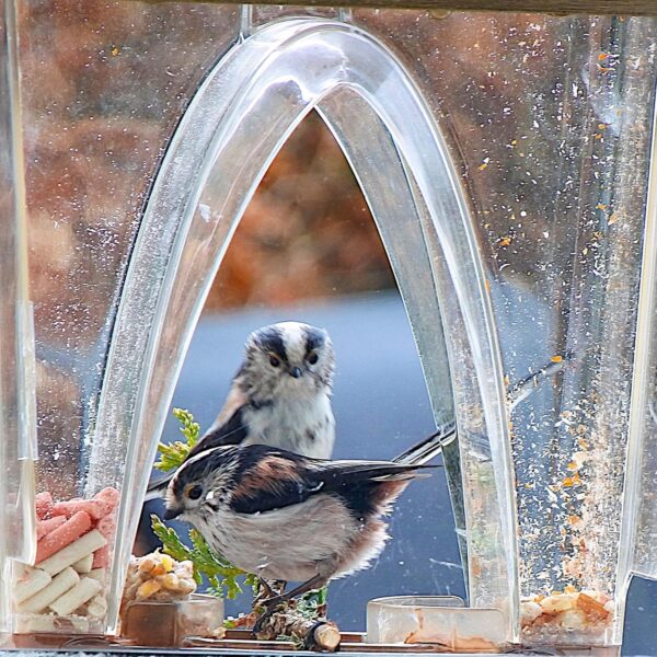 Roamwild Beautiful Arch Window Wild Bird Feeder with Huge 4LBS Capacity & Ultra Strong Dual Suction Technology for Outdoors with Drainage Holes & Window Protectors - Image 8
