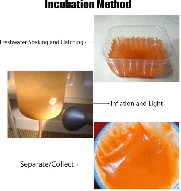 XEYYHAS Artemia Shelling Eggs Brine Shrimp Shelling Eggfood For Baby Fishes Feed Food Shelled Brine Shrimp Eggs Fish Tank Artemia Shelling Eggs - Image 7