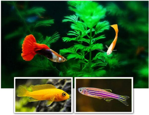 XEYYHAS Artemia Shelling Eggs Brine Shrimp Shelling Eggfood For Baby Fishes Feed Food Shelled Brine Shrimp Eggs Fish Tank Artemia Shelling Eggs - Image 6
