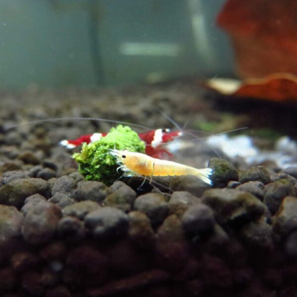 BELOWSYALER Crystal Shrimp Food Soft Sinking Pellets For Fish Snails Spinach-Sticks Blended-Diet Increasing Survival Rate - Image 5