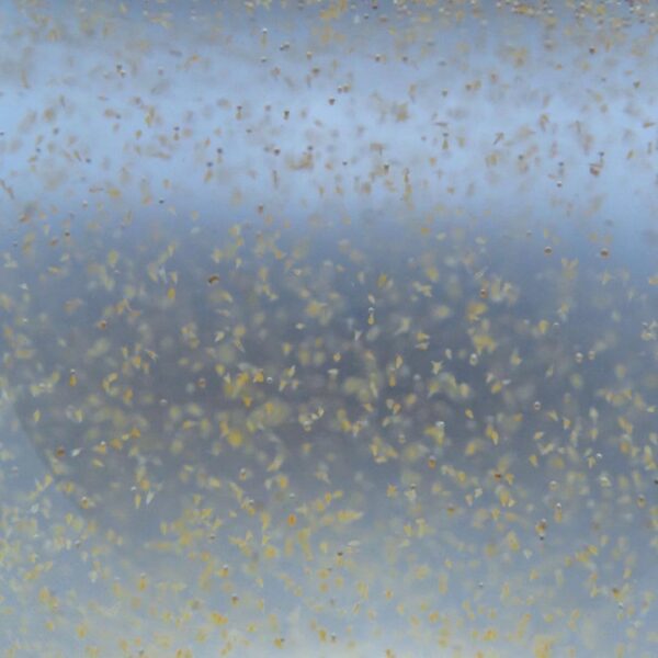 A Little Life Brine Shrimp Eggs Salt Mix (240g), Artemia Hatching Mix, 8l, 95% Hatch Rate (Superfine Bohai) - Image 3