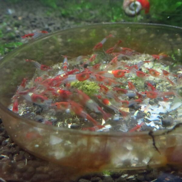 BELOWSYALER Crystal Shrimp Food Soft Sinking Pellets For Fish Snails Spinach-Sticks Blended-Diet Increasing Survival Rate - Image 3