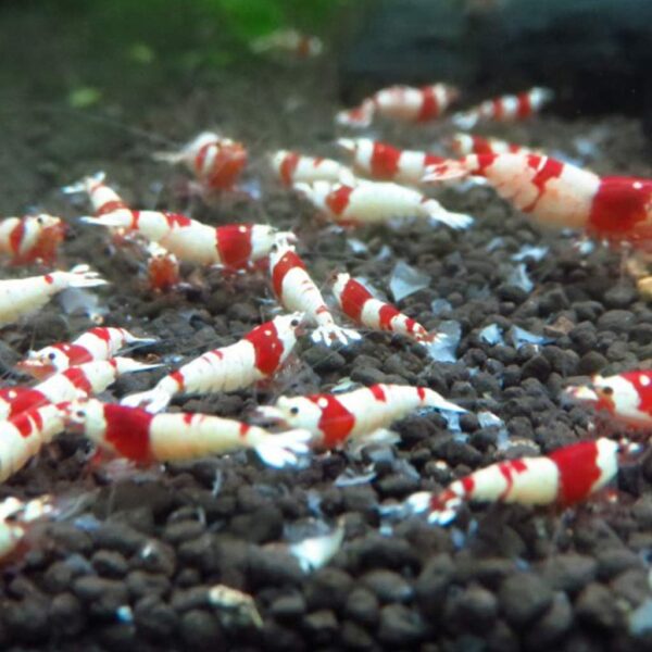 Shrimp Food Feed Sticks Sinking Pellets 1.4Oz Healthy Nutrition Balanced Blend Diet For Snails & Fish Aquarium Heater Light Thermometers Gravel Sand Decorations Filter - Image 4