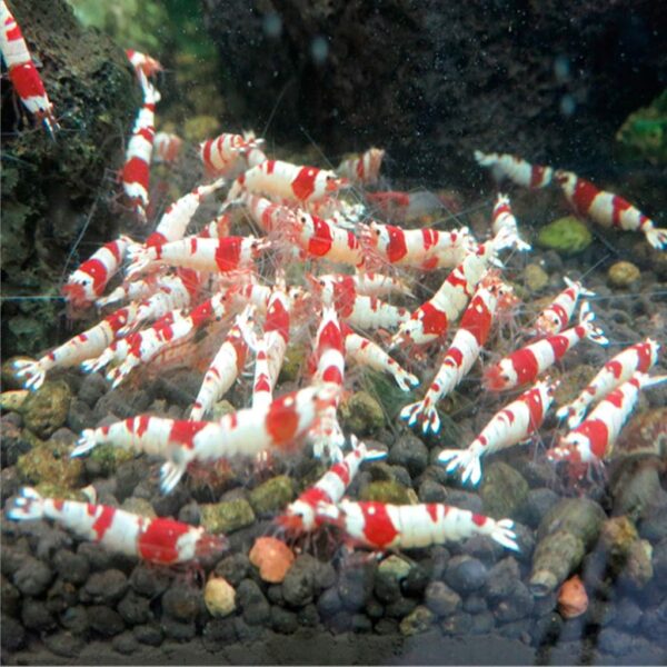 Shrimp Food Feed Sticks Sinking Pellets 1.4Oz Healthy Nutrition Balanced Blend Diet For Snails & Fish Aquarium Heater Light Thermometers Gravel Sand Decorations Filter - Image 5