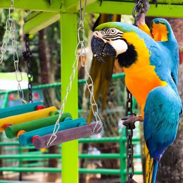 11 Pack Bird Toys Parrot Chewing Toys, Parrots Cage Toys, Parakeet Parrot Swing Chewing Hanging Toys Bird Cage Toys for Small Parrots, Macaws, Parakeets, Conures, Cockatiel, Budgie and Love Birds - Image 4