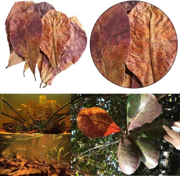 5 Large Indian Almond Leaves for Shrimp/Betta, Catappa 6-10" (15-25cm) Aquarium Food - Image 2