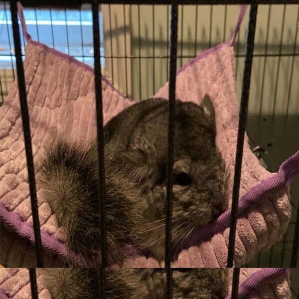Small Animal Hammock, Ferret Hammock Bed, Hammock and Tunnel Cage Suit for Rat,Hamster, Squirrel, Sugar Glider, Guinea Pigs Ferret Accessories,Hanging Hideout Tunnel Tube Toy for Cage (Purple) - Image 7