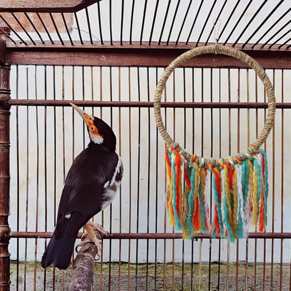 Bird Swing,Random colour Bird Toys Bird Rope Ring Swing Perch,Bird Toy for Parrots Wooden Swing Toys for Parrots,Hanging Toy Pet Swing for Parakeets、Conure And Other Small to Medium-sized Birds - Image 4