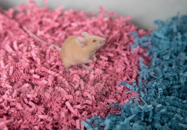ECO BEDDING FiberCore Eco Colors, Dust Free Paper Bedding for Small Pets and Birds, Made in The USA, 1.5lb/10L Expands to 30L, Pink - Image 8