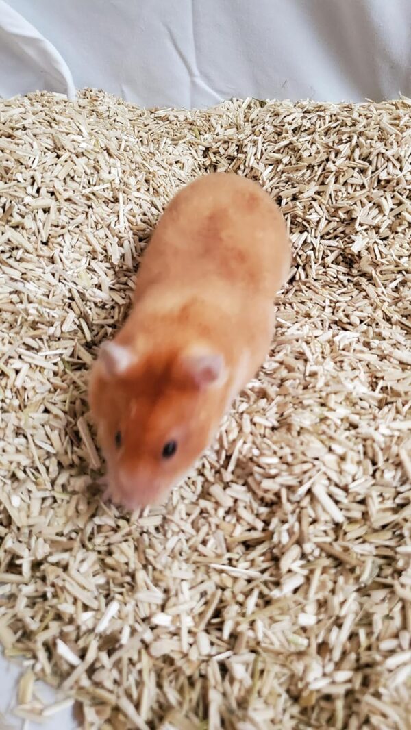 Cranky Frank Small Animal Hemp Bedding - Image 3